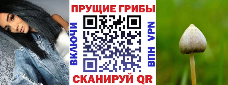 Галлюциногенные грибы Cubensis  МЕГА зеркало  Новомосковск 